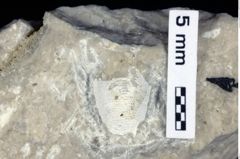 Foto (Detailansicht) von Mesogalathea striata (Remeš, 1895) (NHMW-GEO-1990-0041-0526)